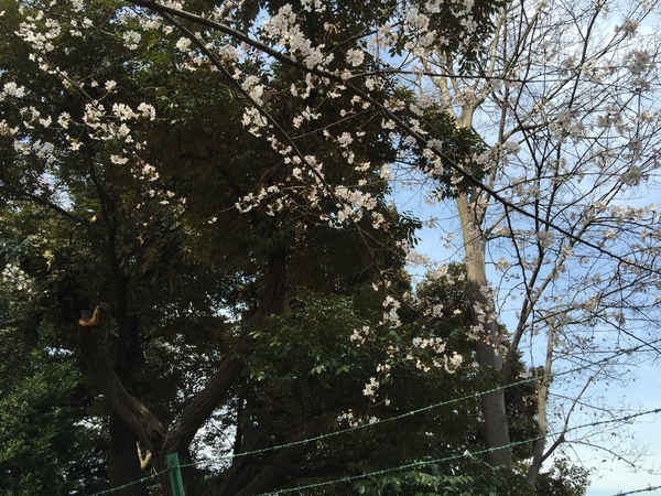 西日暮里桜